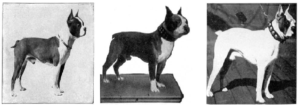 Their History - Boston Terriers